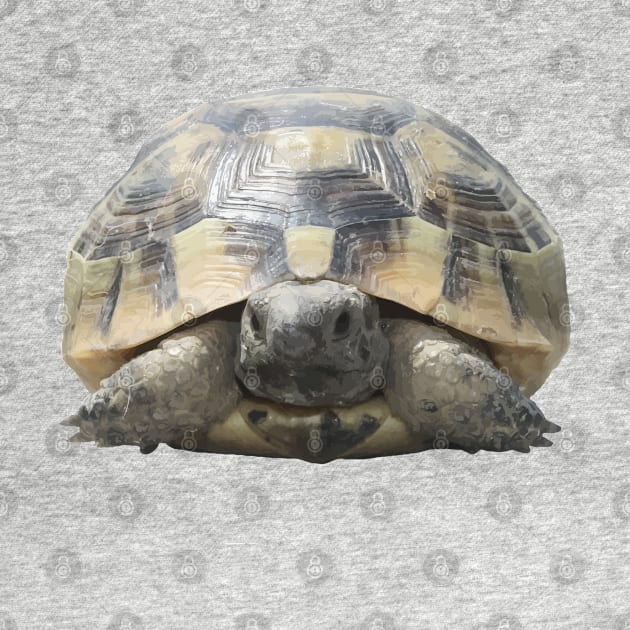Greek Tortoise Testudo Tucked In Shell Cut Out by taiche